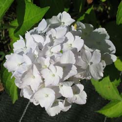 Hortensia 'Mme Emile Mouillre'